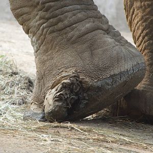 Foot disease of Asian elephant