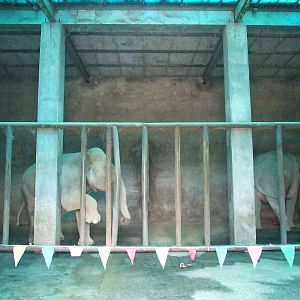 Elephant enclosure