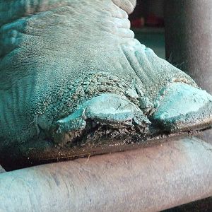 Foot disease of Asian elephant