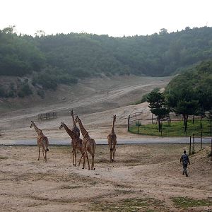 Dusk, giraffes go home