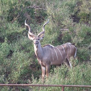 Kudu