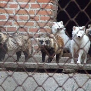 Raccoon dog (Nyctereutes procyonoides)