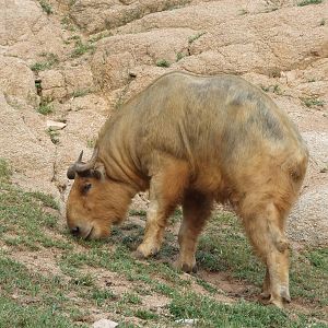 Golden takin