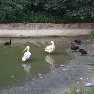 White pelicans and black swans