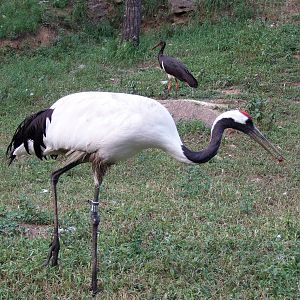Red-crowned Crane and Black Stork
