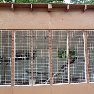 Eurasian Eagle Owl Aviary