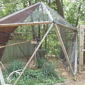 American Crow Aviary