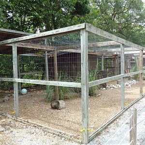American White Pelican Aviary