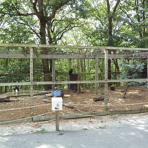 Bald Eagle Aviary