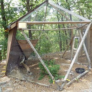 Krider's Red-Tailed Hawk Aviary