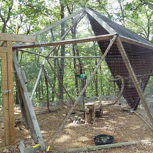 Red-Tailed Hawk Aviary
