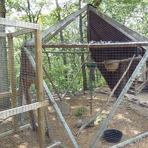 Harris' Hawk Aviary
