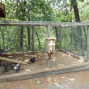 Araucana Chicken Coop