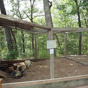 Cochin Bantam Chicken Aviary