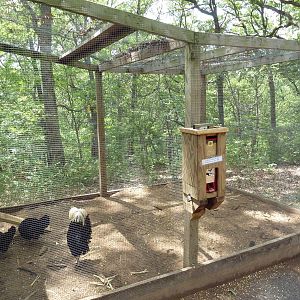 Polish Chicken Aviary