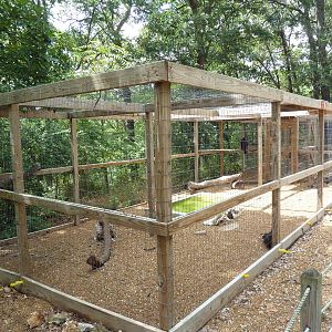 Turkey Vulture Aviary