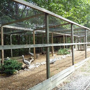Brown Pelican Aviary