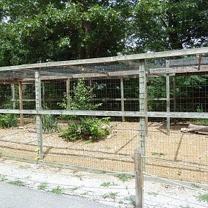 White-Tailed Sea Eagle Aviary