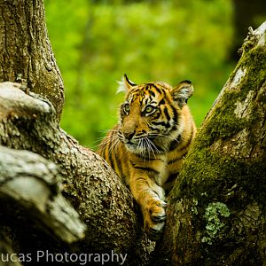 Sumatran Tiger cub