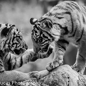 Sumatran Tiger cubs