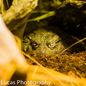 African Bullfrog