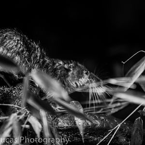 Australian Water Rat