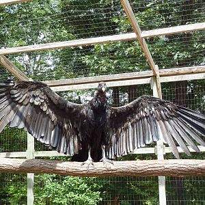 Andean Condor