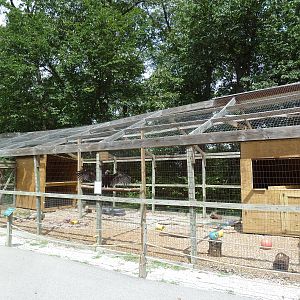 Andean Condor Aviary