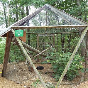 Great Horned Owl Aviary