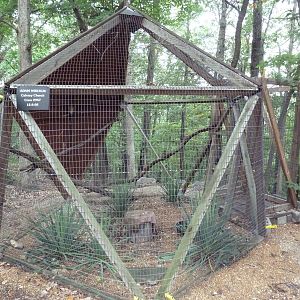 Eastern Screech Owl Aviary