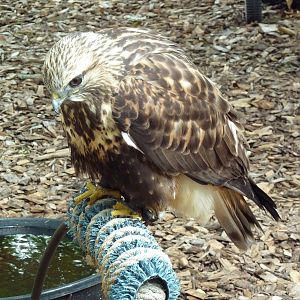 Rough-Legged Hawk