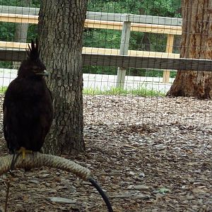 Long-Crested Eagle (slightly blurry photo)