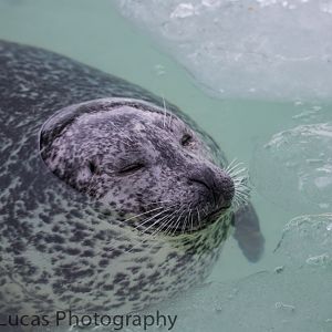 Eastern Atlantic Harbour Seal