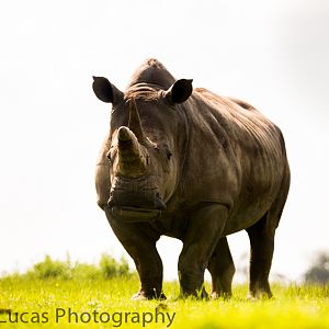 White Rhino