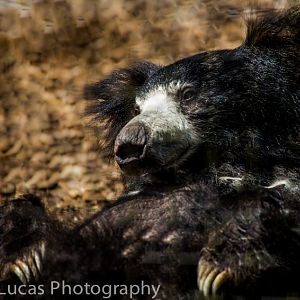 Sloth Bear