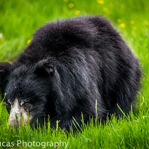 Sloth Bear