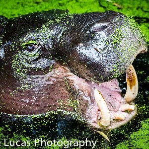 Pygmy Hippo