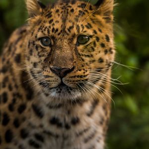 Amur Leopard