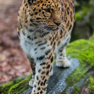 Amur Leopard