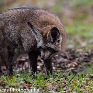 Bat-Eared Fox