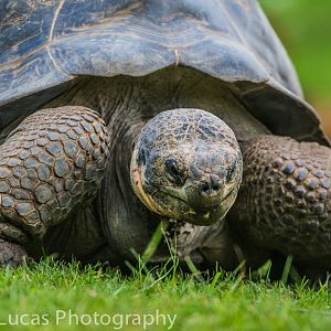 Gal?pagos Giant Tortoise
