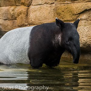 Malayan Tapir