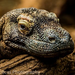 Komodo Dragon