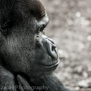 Western Lowland Gorilla