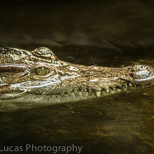 Philippine crocodile