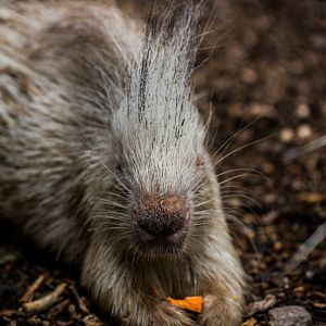 Albino Porcupine