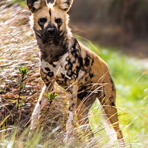 African Wild Dog