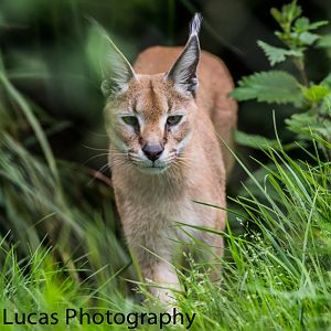 Caracal