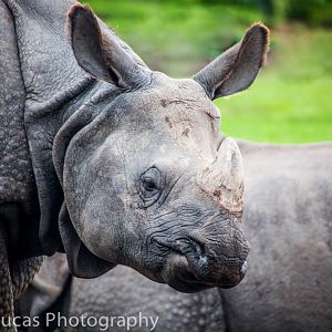 Indian Rhino