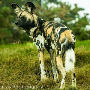 African Wild Dog